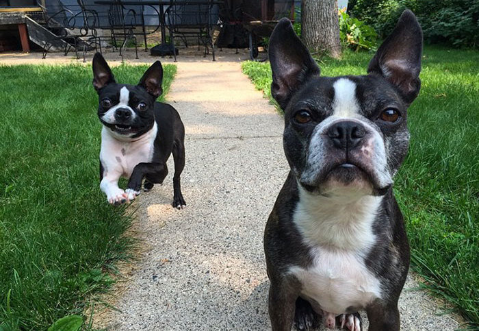     20 милых фотографий старых псов, которые встречают нового питомца