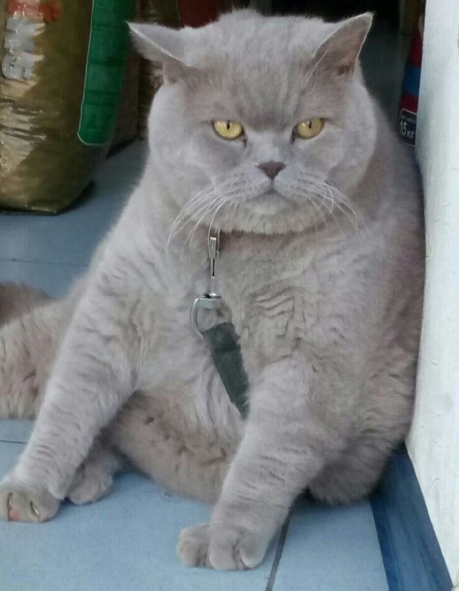 Охранник или, все же, босс