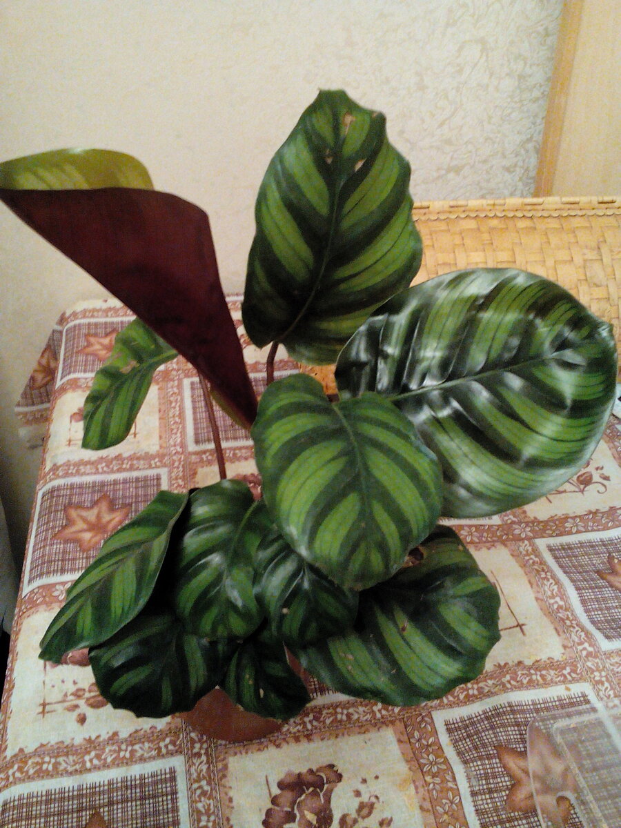 Калатея Ротундифолия 