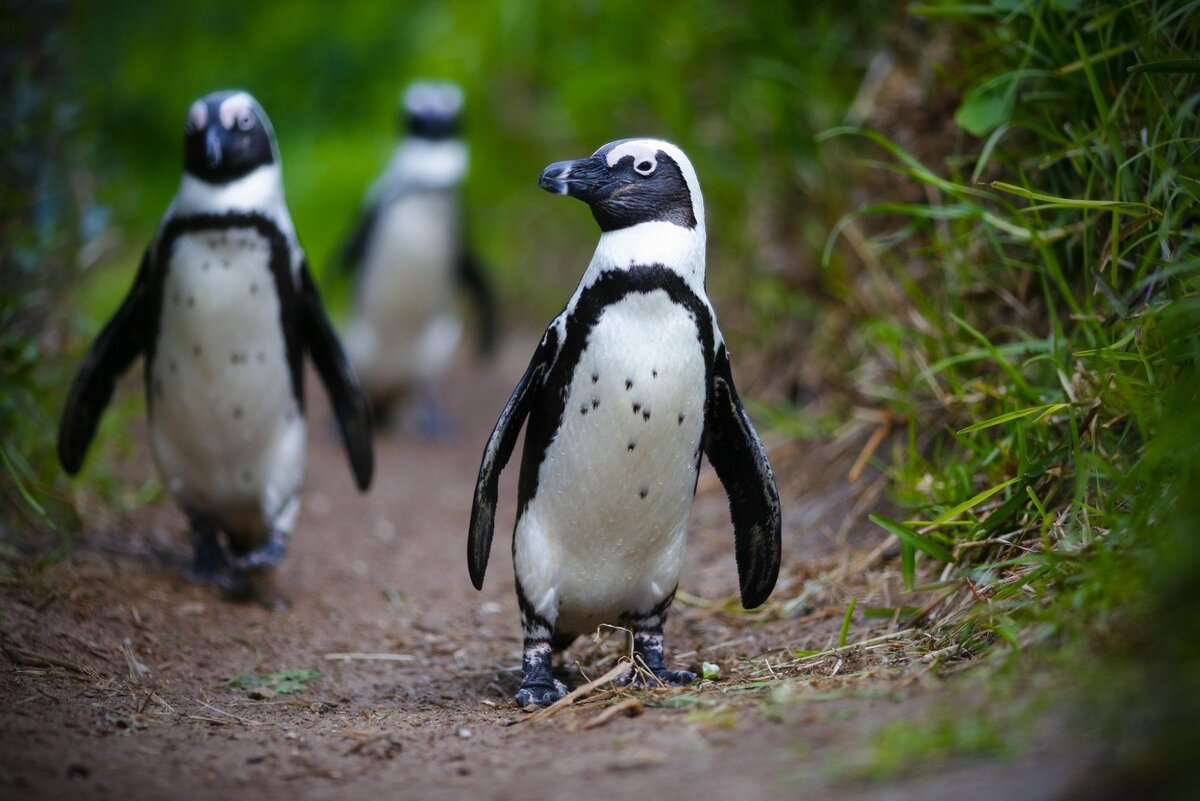 Что вдвойне неприятно – погибшие пингвины именуются очковыми и относятся к краснокнижным видам.