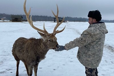    Оленья ферма «Львово» под Волоколамском ©Пресс-служба ГАУ АИС «Подмосковье»