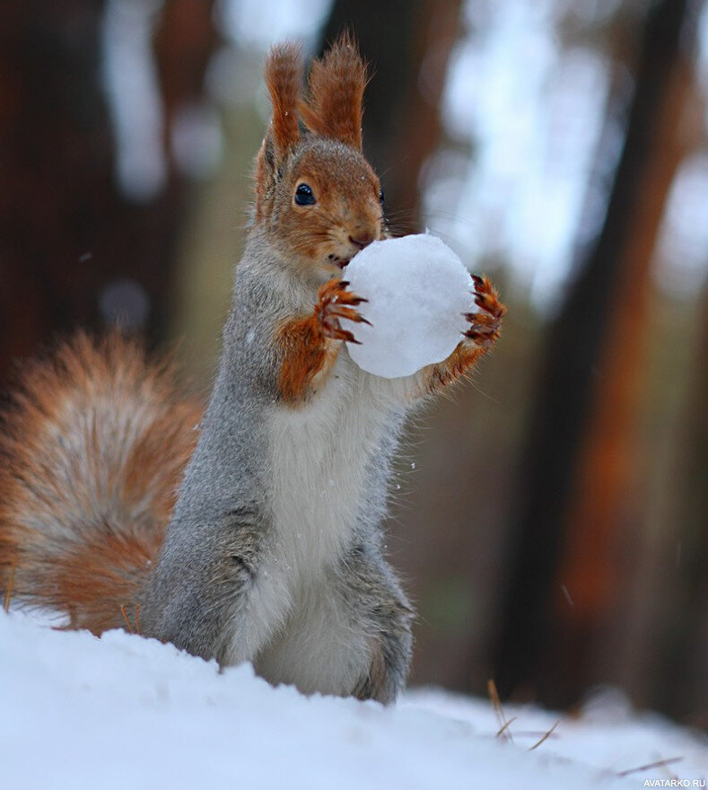 Из свободного доступа интернета.