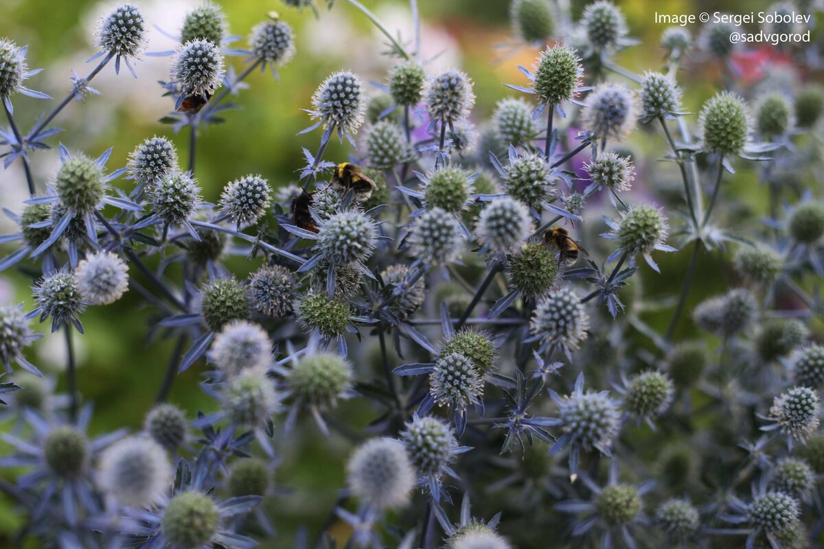 Бирюзово-зелёная "пена" соцветий Синеголовника плоского... с лёгкой изморозью. Эти растения любимы многочисленными опылителями.