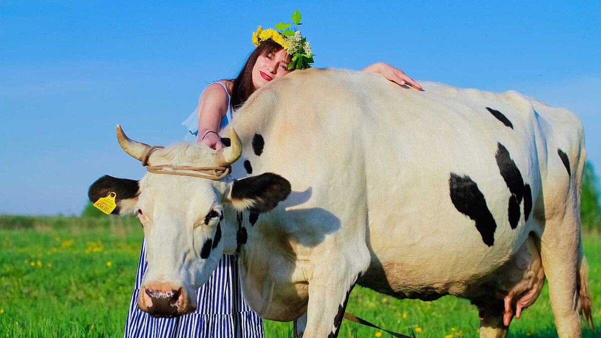 Наша 1-я коровушка Милка.