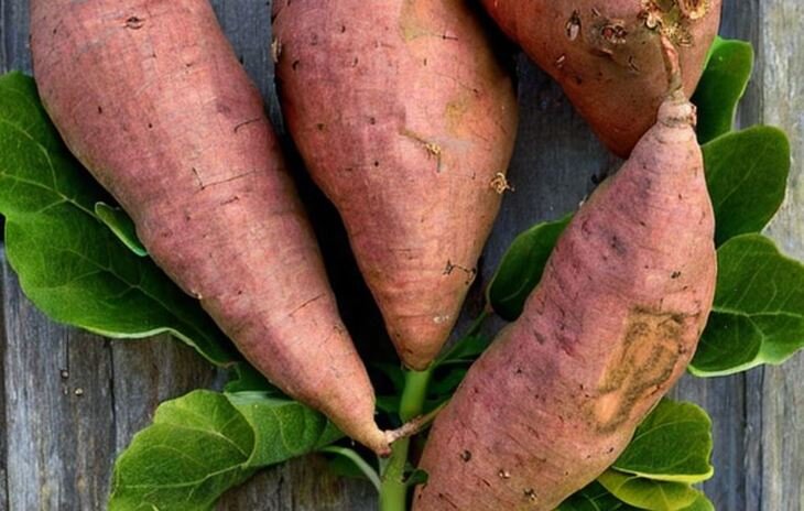    Как выращивать батат на огороде – советы для желающих поэкспериментировать со сладким картофелем