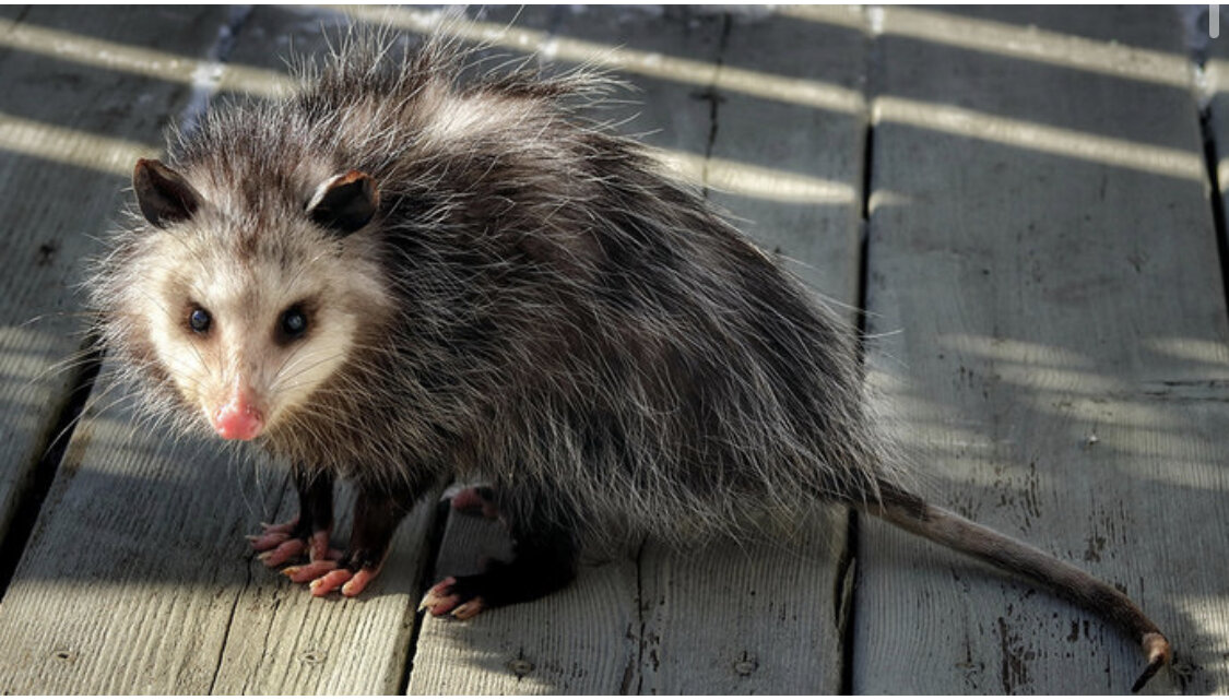 Опоссум . Фото из открытых источников 