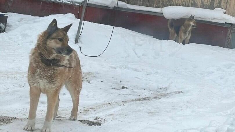     Одну пострадавшую увезли на скорой в больницу, у нее рваные раны ног.