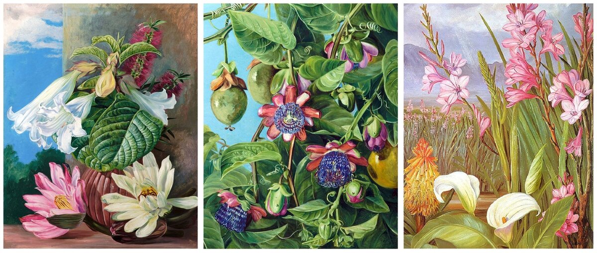 Работы Марианны Норт. Слева направо: Цветы, выращенные в ботаническом саду, Рио-Жанейро, Бразилия; Цветы и плоды маракуйи, Бразилия; Красавицы болот в Тулбаге, Южная Африка.