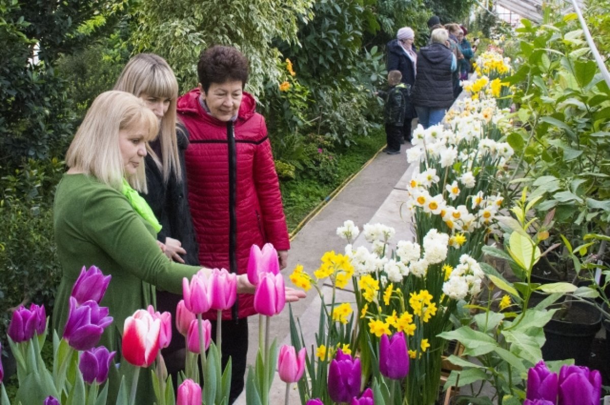    Оранжерея ботанического сада Волгограда зовет полюбоваться первоцветами