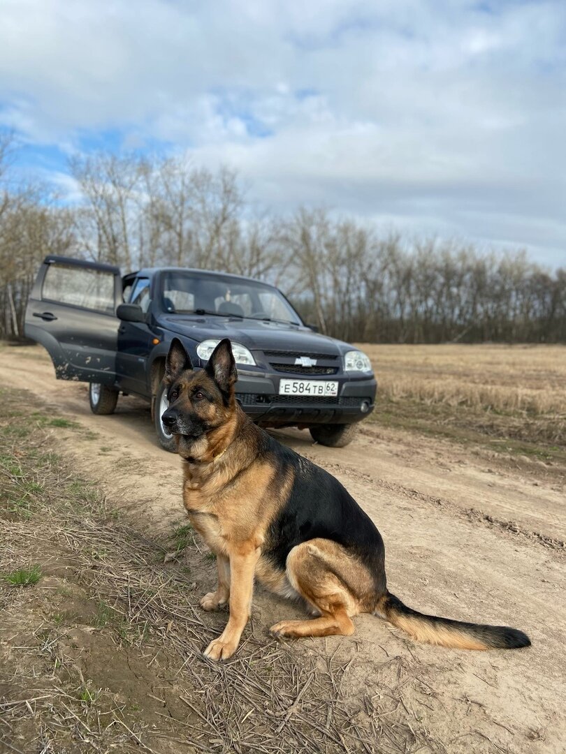 Рокси очень любит ездить на машине. Потому, что обычно ездим мы в луга и на речку.