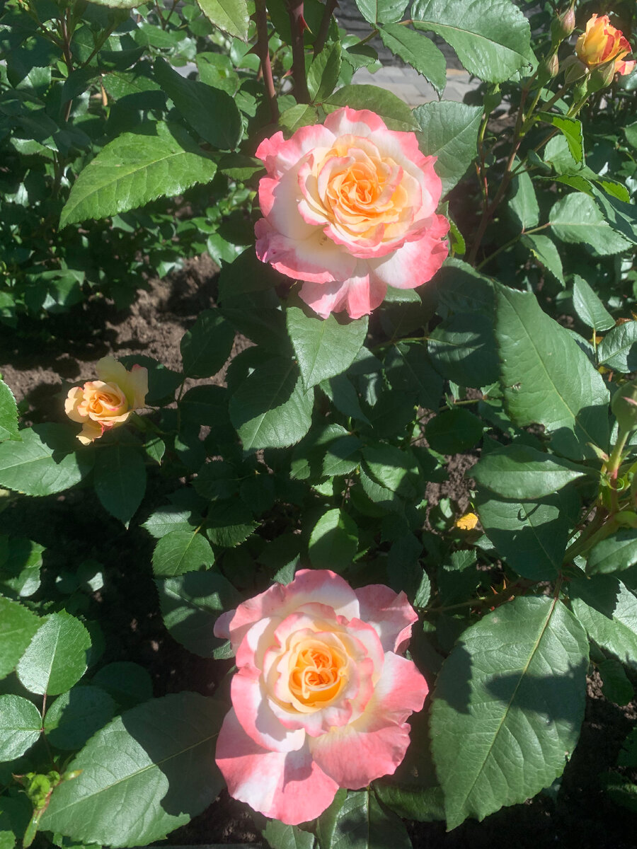 Акварель.фото из моего сада