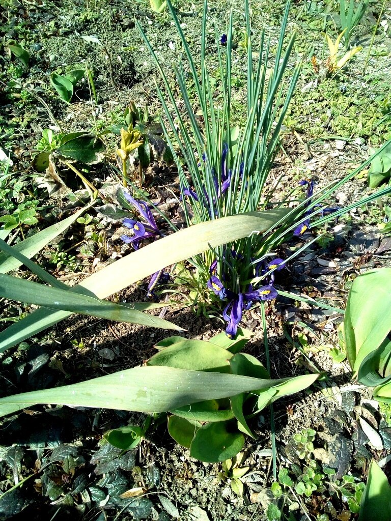 Цветы в марте. Фото автора канала
