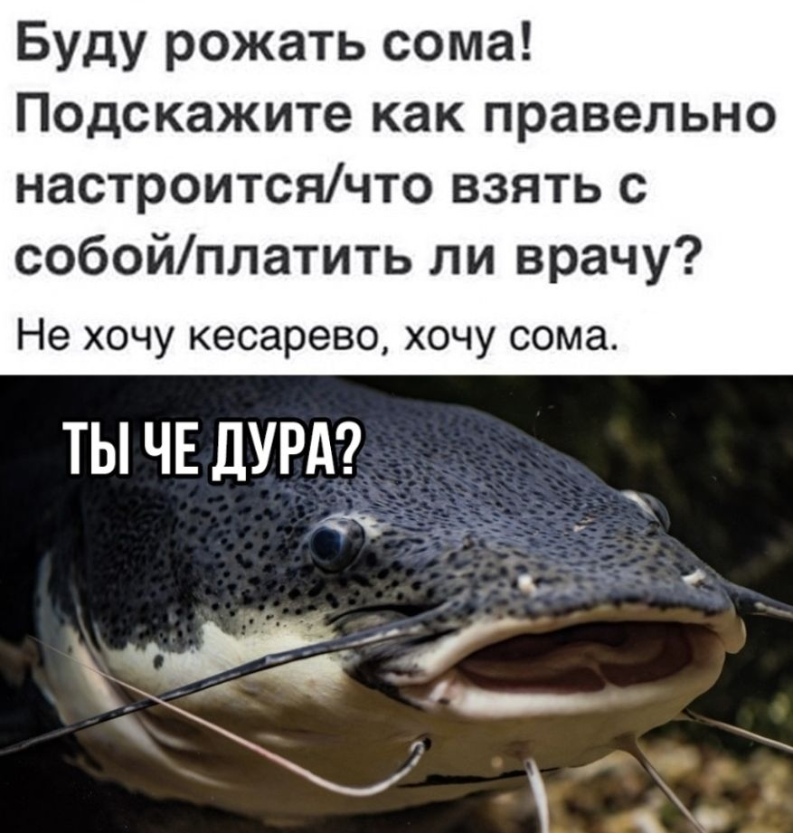 У бывшего родился. Буду рожать сома. Шутки про сома. Мемы про сома. Сом мемы.