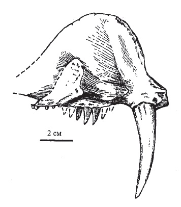 Прорисовка челюсти биармозуха Чудинова