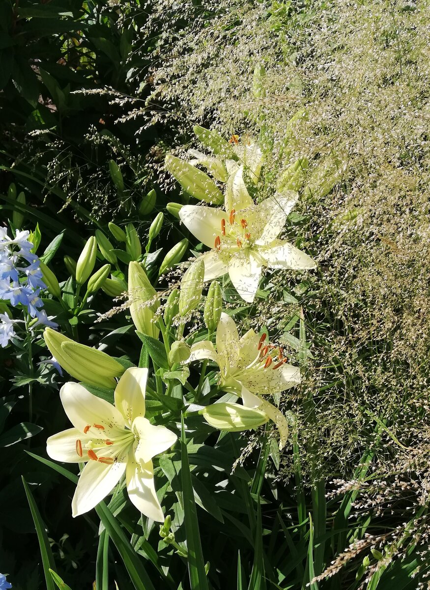 Щучка и лилии у меня на даче, конец июня