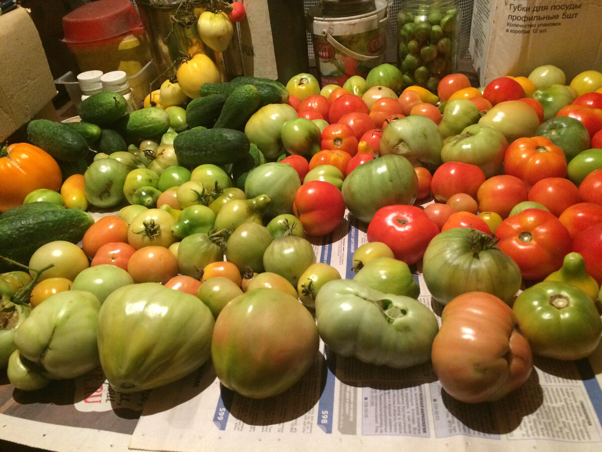 фото автора - помидоры с моего рязанского огорода