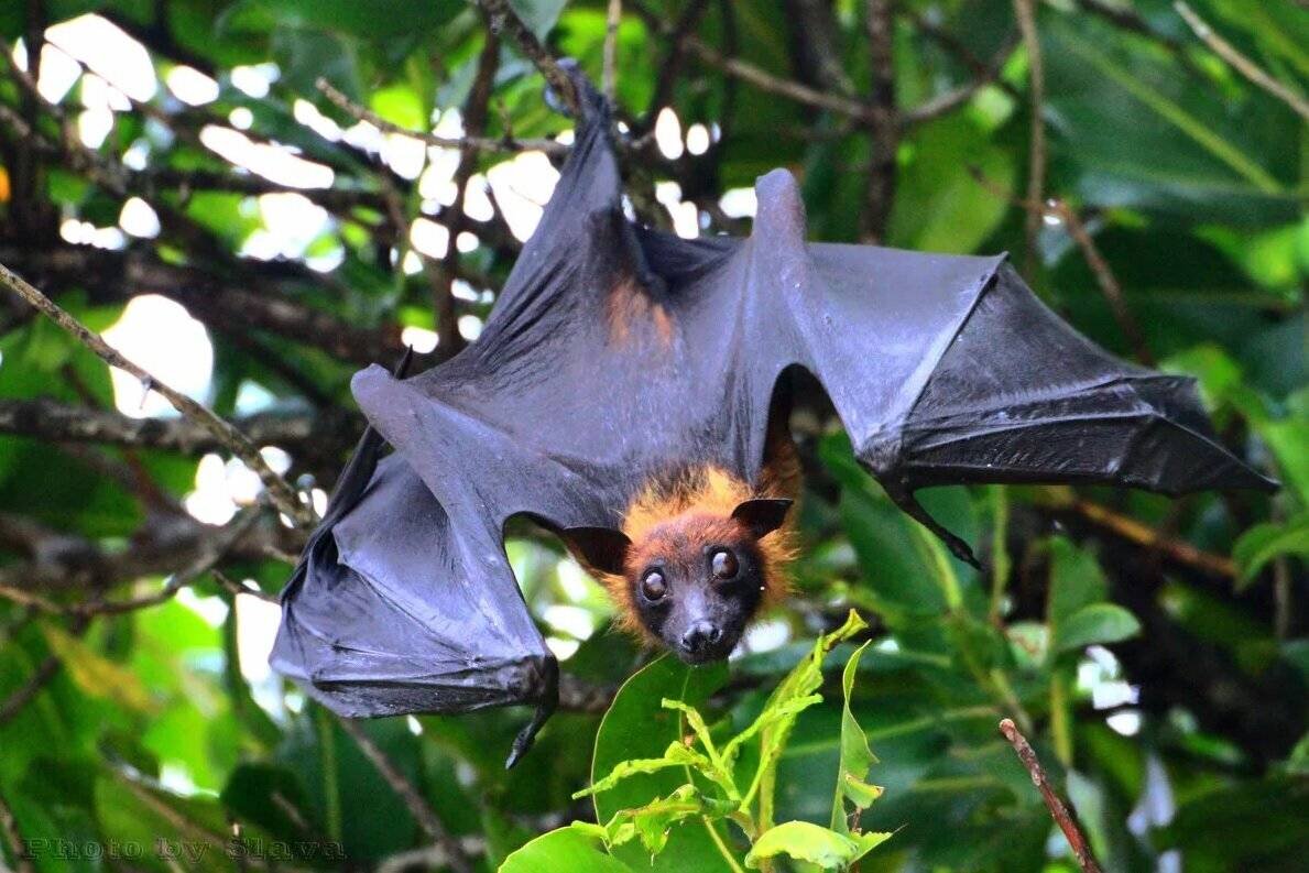 Thai bat