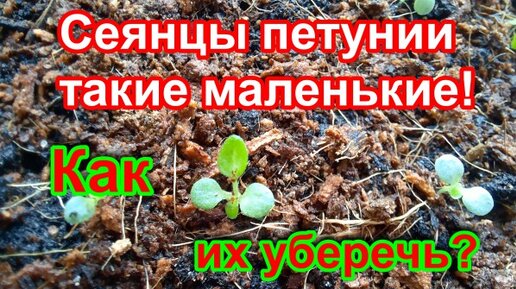 Всходы петунии такие крохотные! Как за ними ухаживать? Моя ошибка и ее исправление