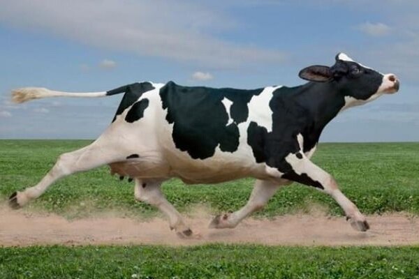 Счастливая февральская арабская корова. Не поверите, но она такая тоже из официальных новостей))