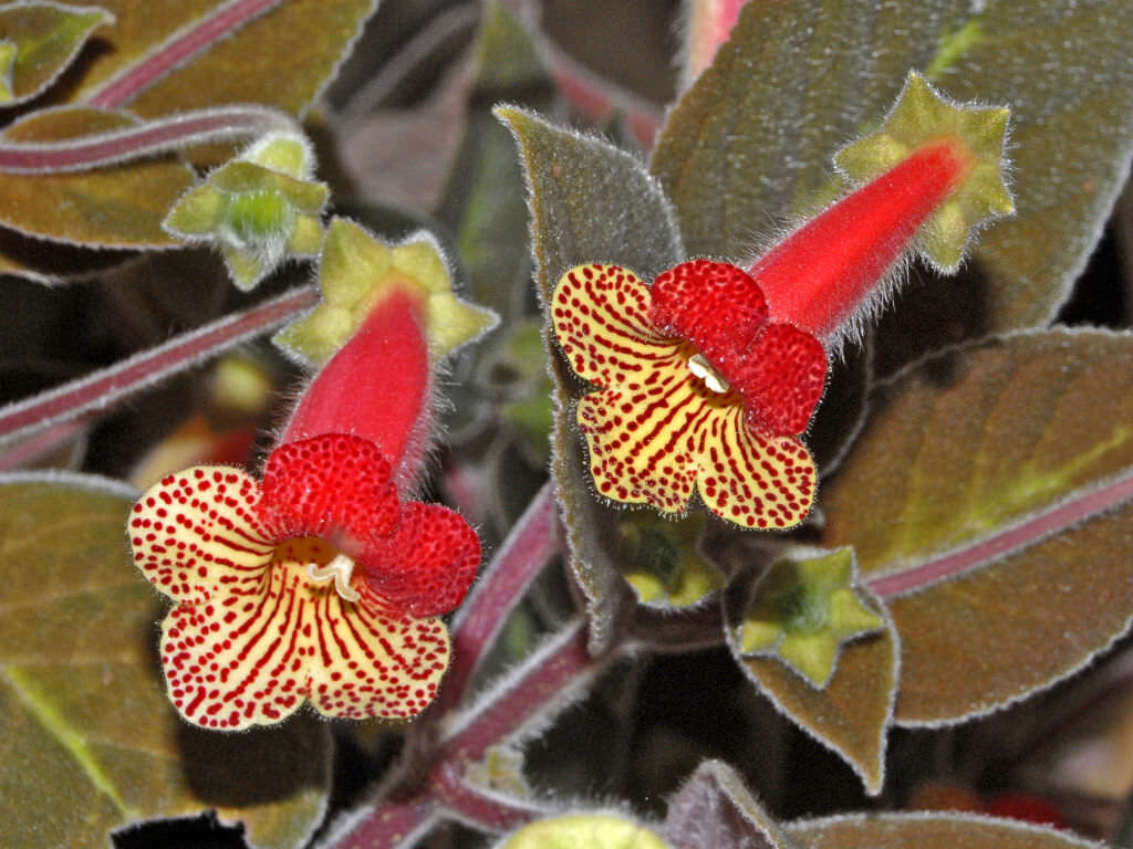 Колерия приятная (Kohleria amabilis). Фото с сайта https://www.botanichka.ru/article/luchshie-vidy-kolerij-dlya-komnatnogo-czvetovodstva/