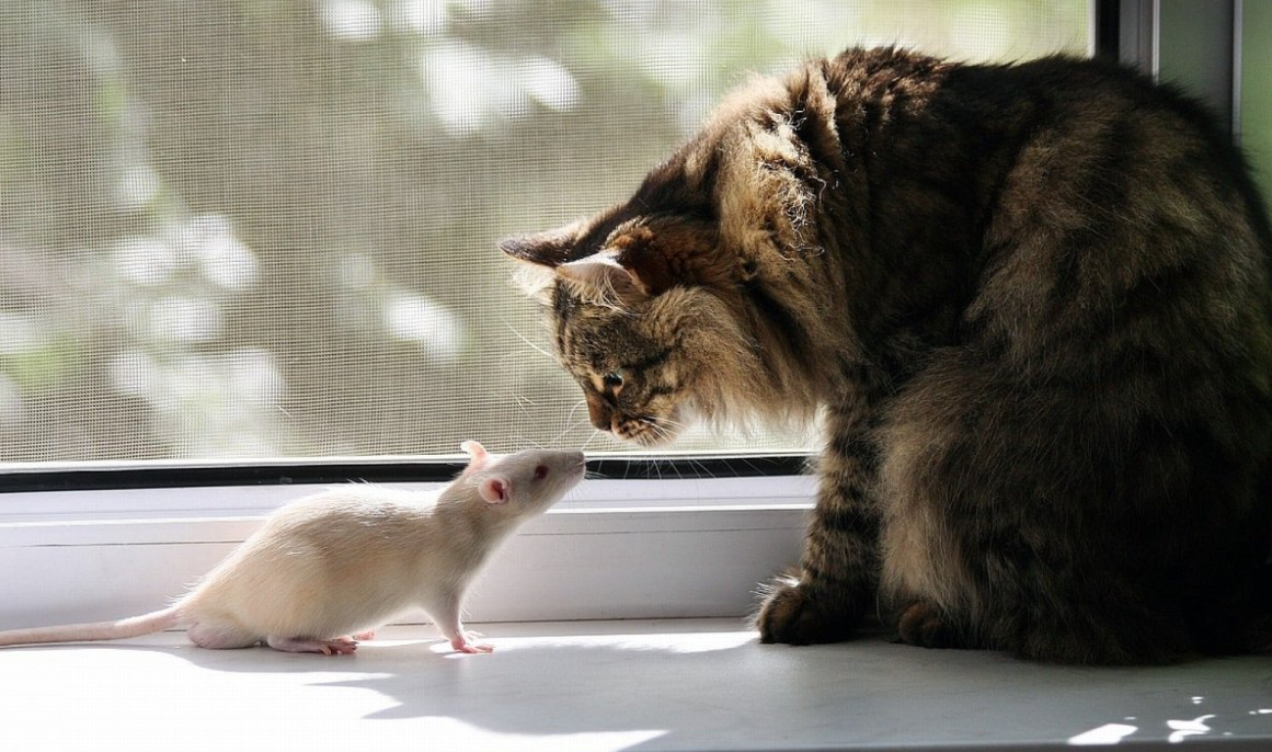 О, привет, я - Тигра, а ты? 