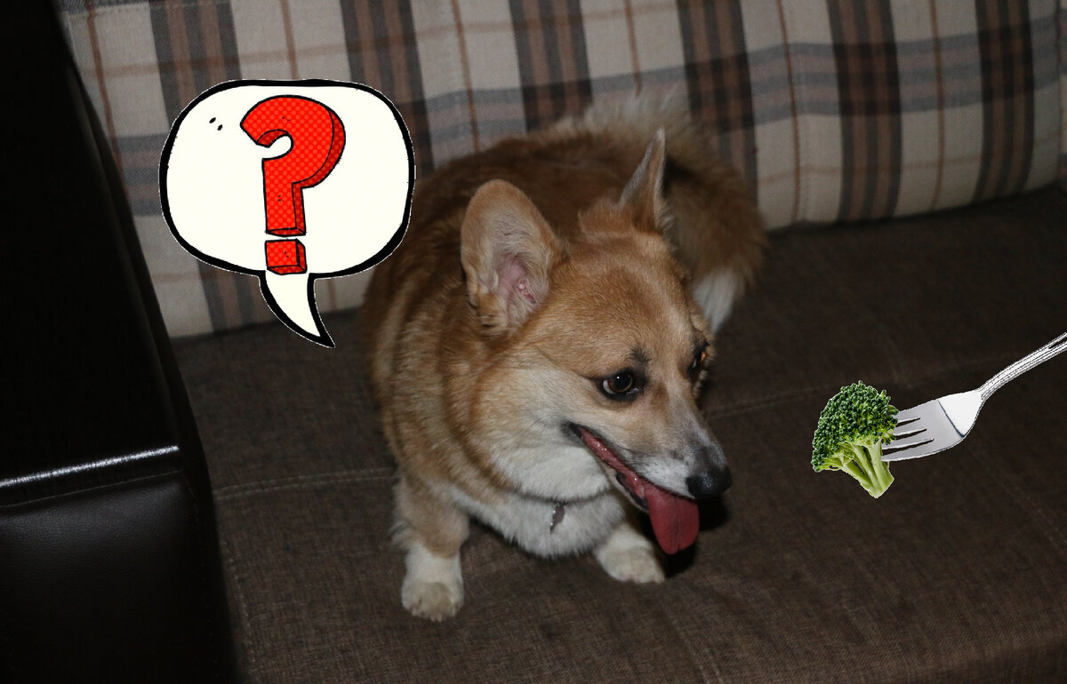 Можно ли собаке цветную капусту