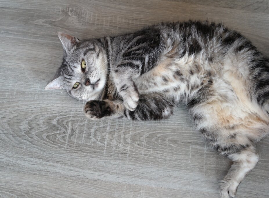 Моя Вэлушка...