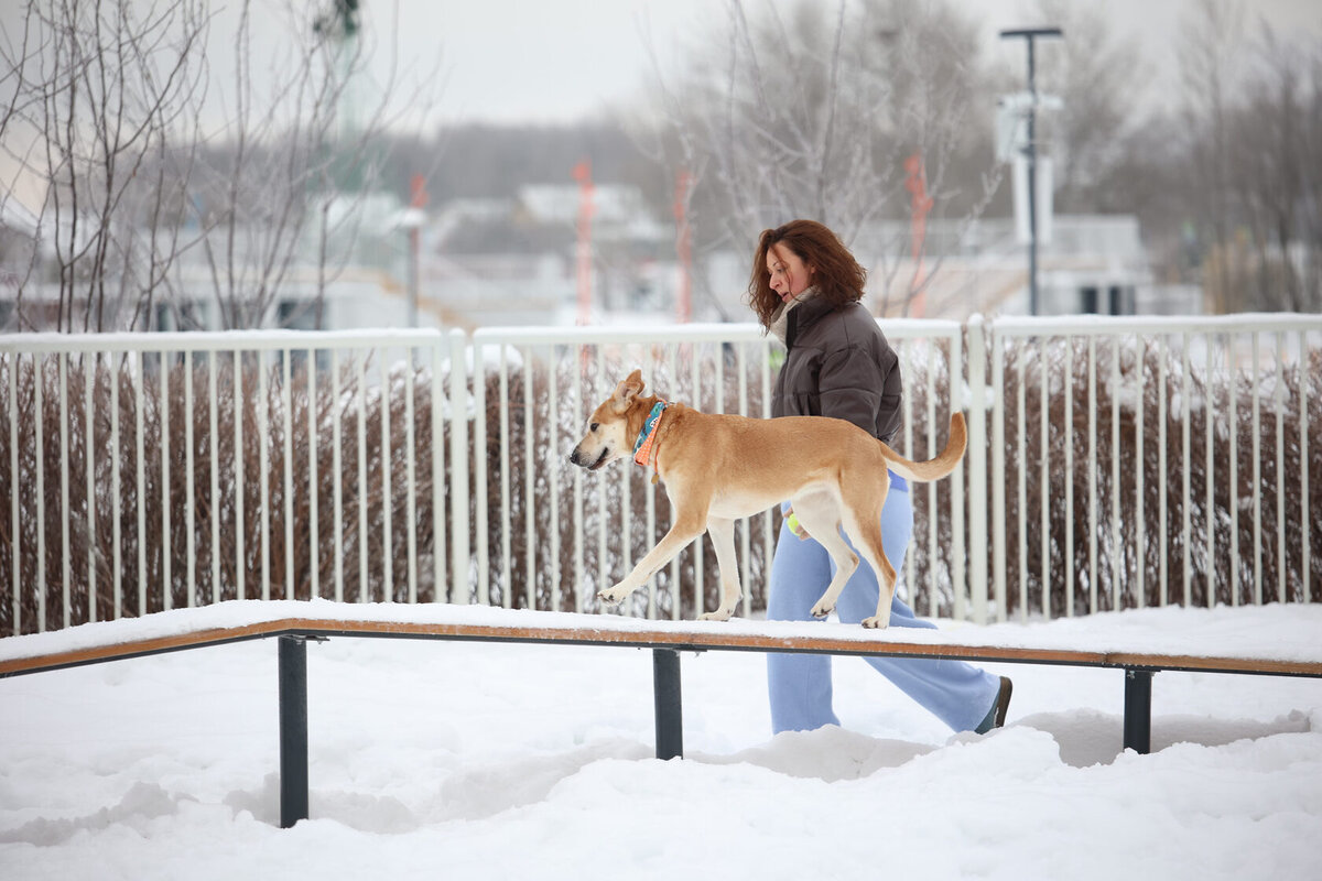 Дог френдли. Собака в кафе. Фестиваль Dog-friendly. «Френдс» дог френдли кафе Москва.