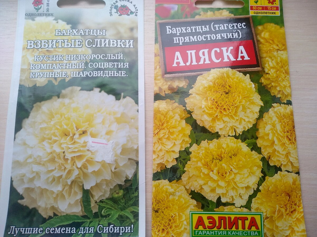 Бархатцы Взбитые сливки и Аляска