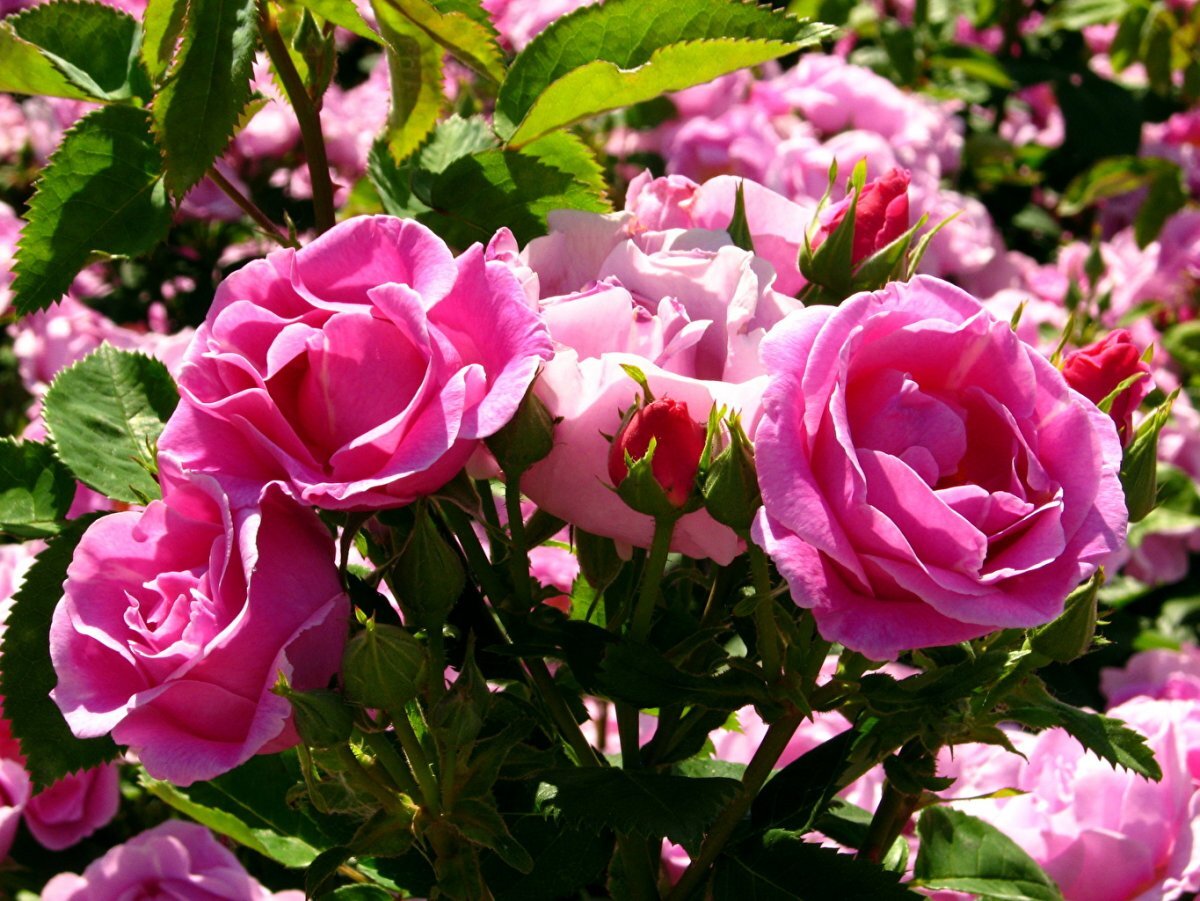 Такой великолепный куст розы можно вырастить из одного черенка