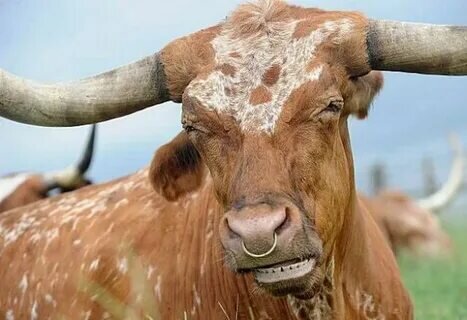 "Уставший" бык, картинка с сайта avatars.mds.yandex.net