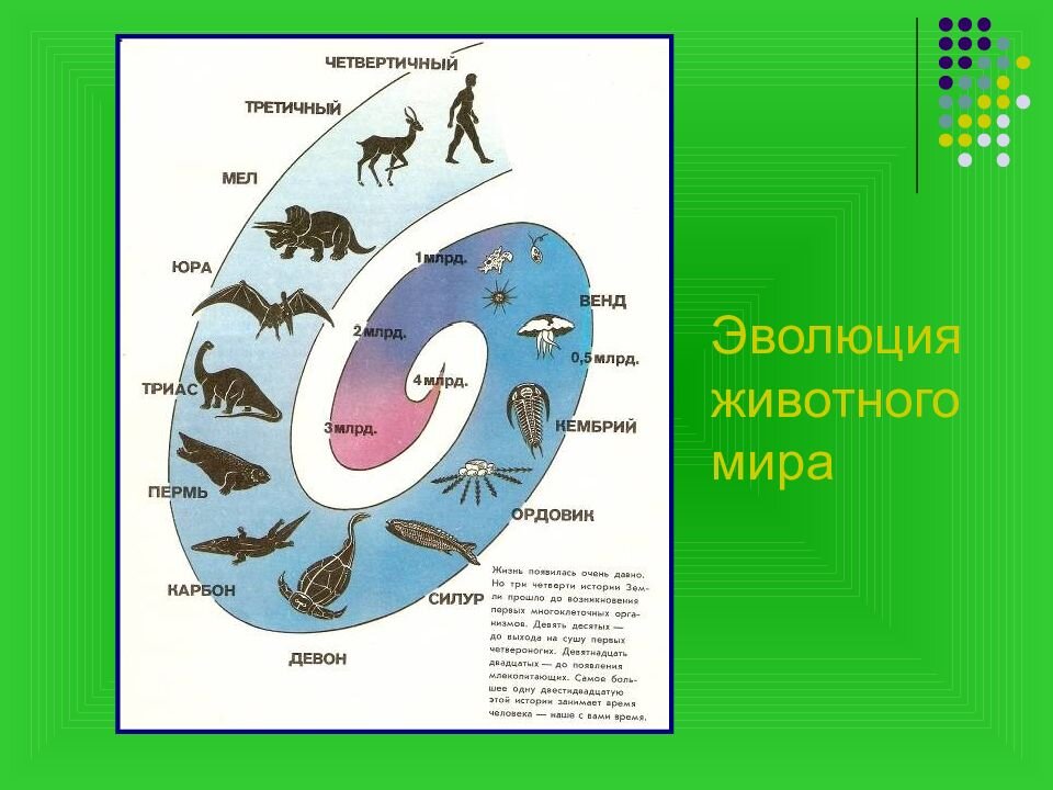 Какие животные встречаются в человеческом жилье представьте ответ в виде наглядной схемы