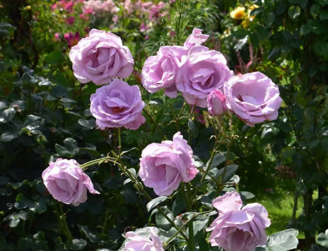 Фото Peter Beales Roses