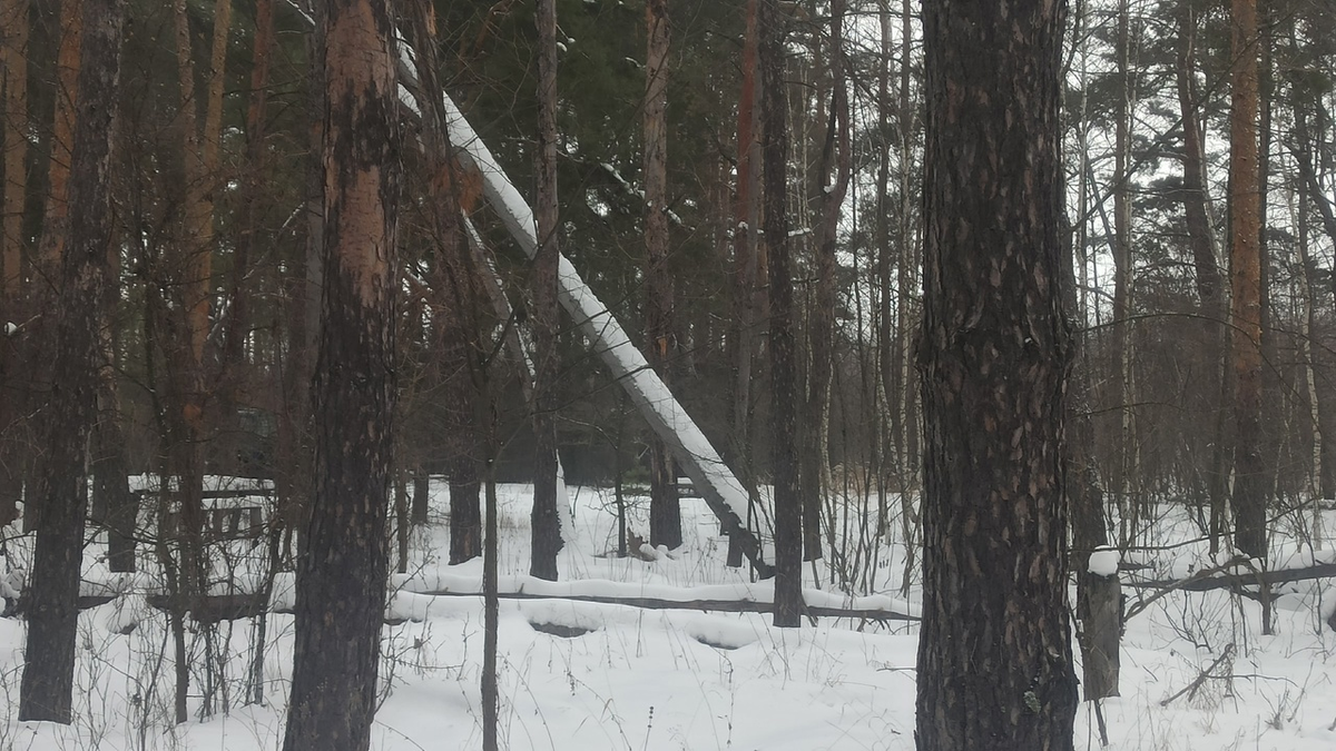 Наш сосновый лес с валежником.