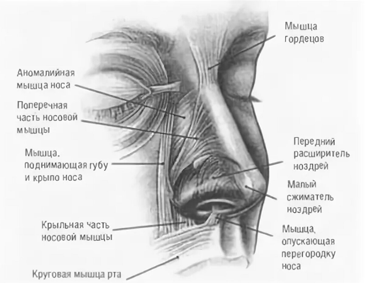 Носовая мышца