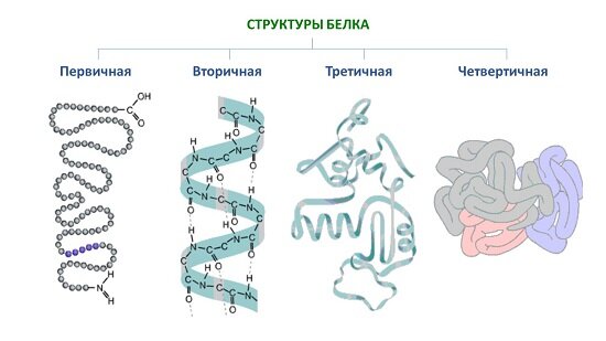 Рассмотрите схему молекулы белка и определите уровень организации молекулы