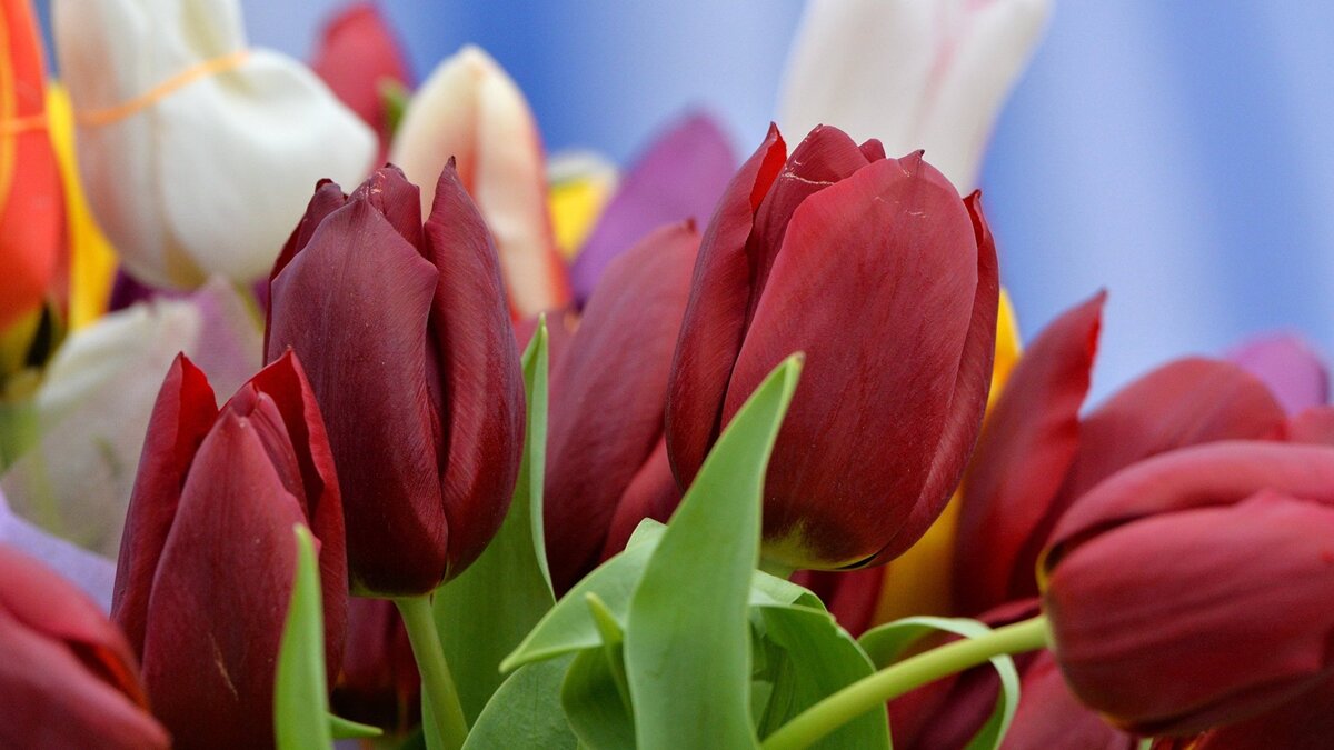    Праздничный букет в день 8 марта© РИА Новости . Саид Царнаев