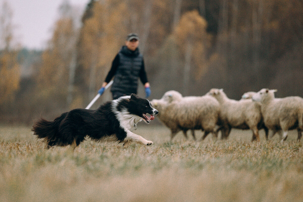 За неимением нужной картинки, я поставила эту. Она не отражает сути данной команды.