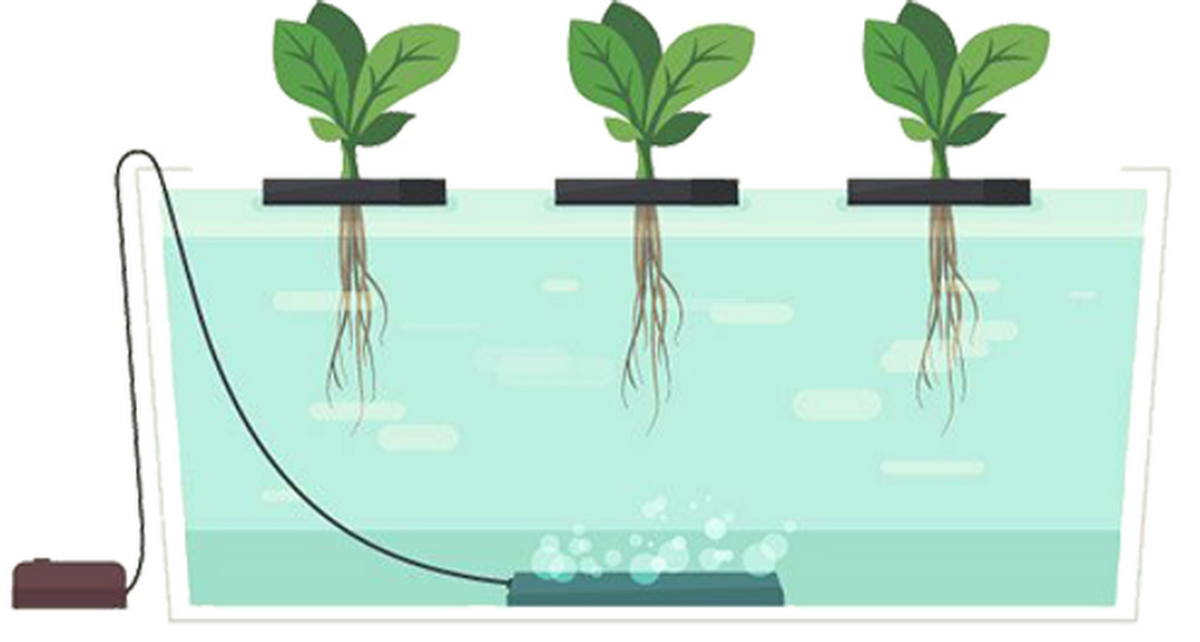 фото из Интернета  Гидропоника
