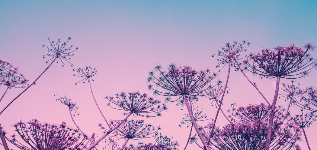 Борщевики могут жить до 12 лет Фото: © vvvita / Shutterstock / FOTODOM