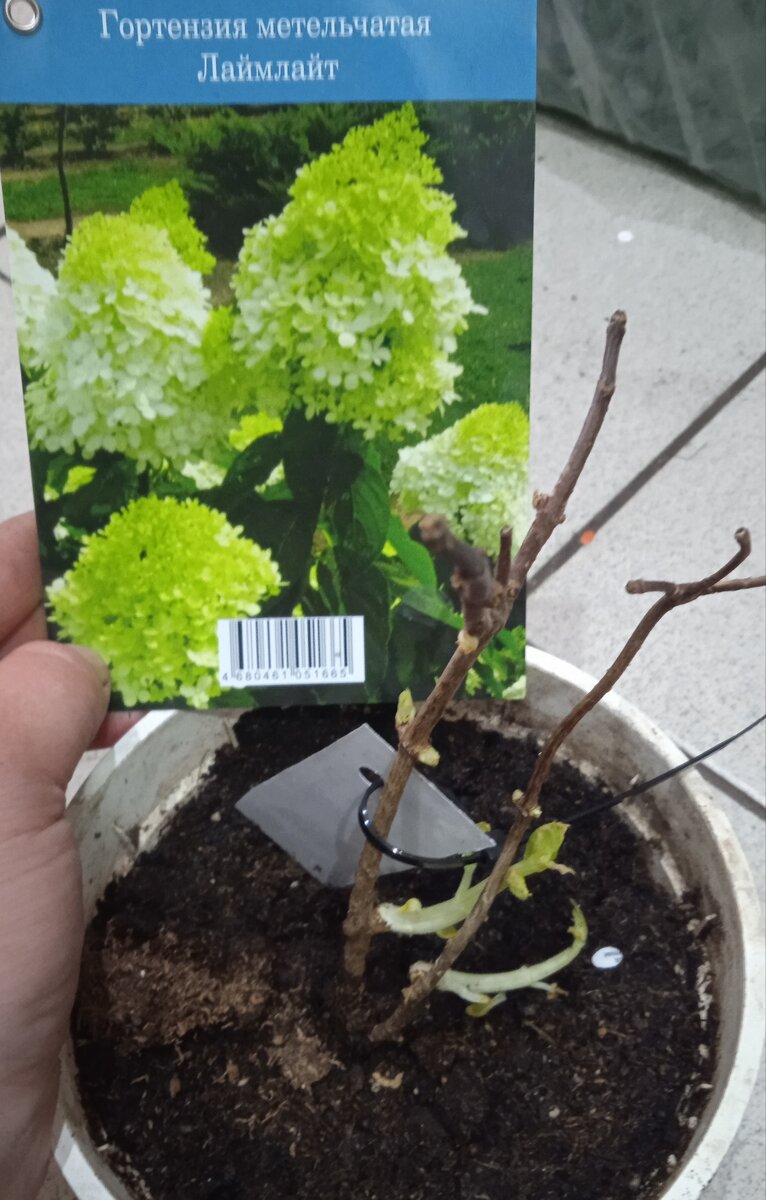 Саженец гортензии