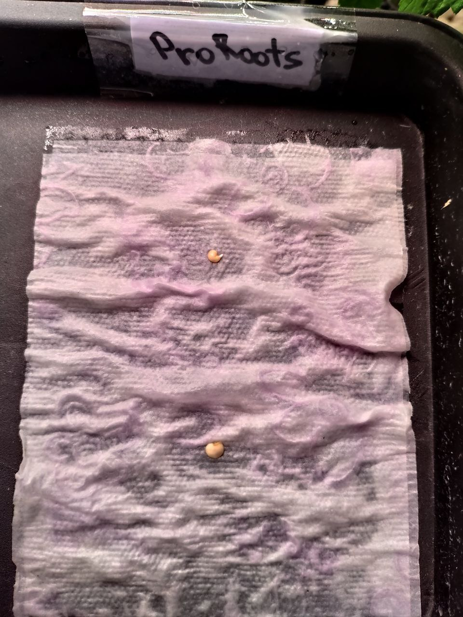 Вы попали в лабораторию Баклажана. Здесь мы наглядно показываем свои эксперименты и делимся результатами с Вами. Это новая рубрика - "Эксперименты". С чего начинается хороший урожай?-9