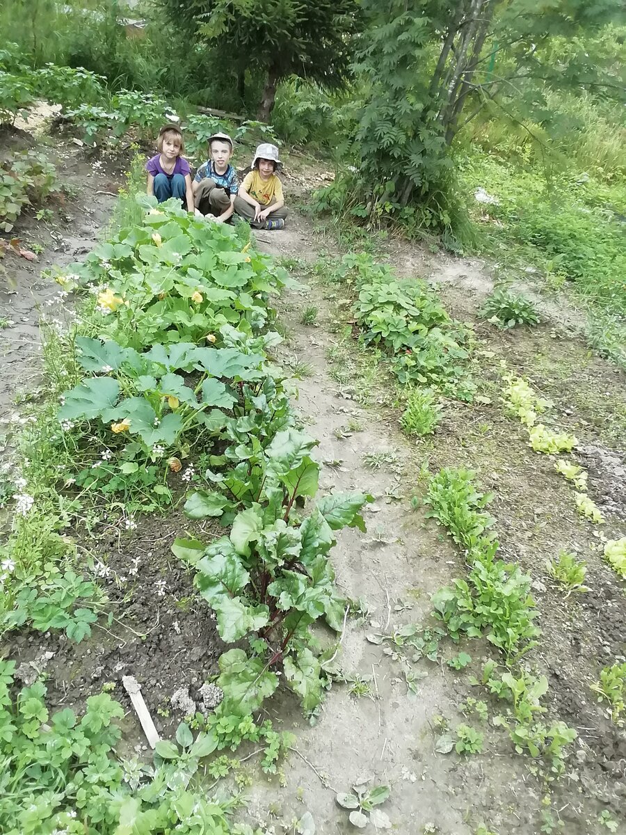 Огород в Красницах. Грядки. Помощники. 