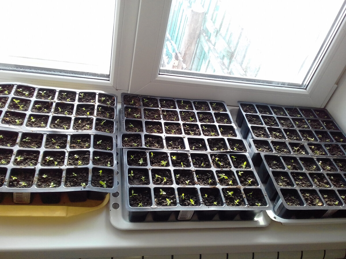 Эустоме 2 месяца