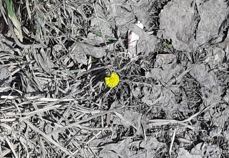    В Челябинской области зацвела мать-и-мачеха