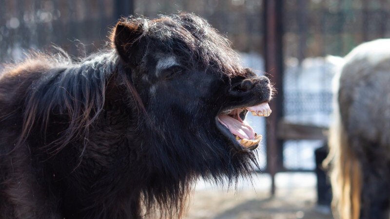    Весенние животные Барнаульский зоопарк "Лесная сказка"