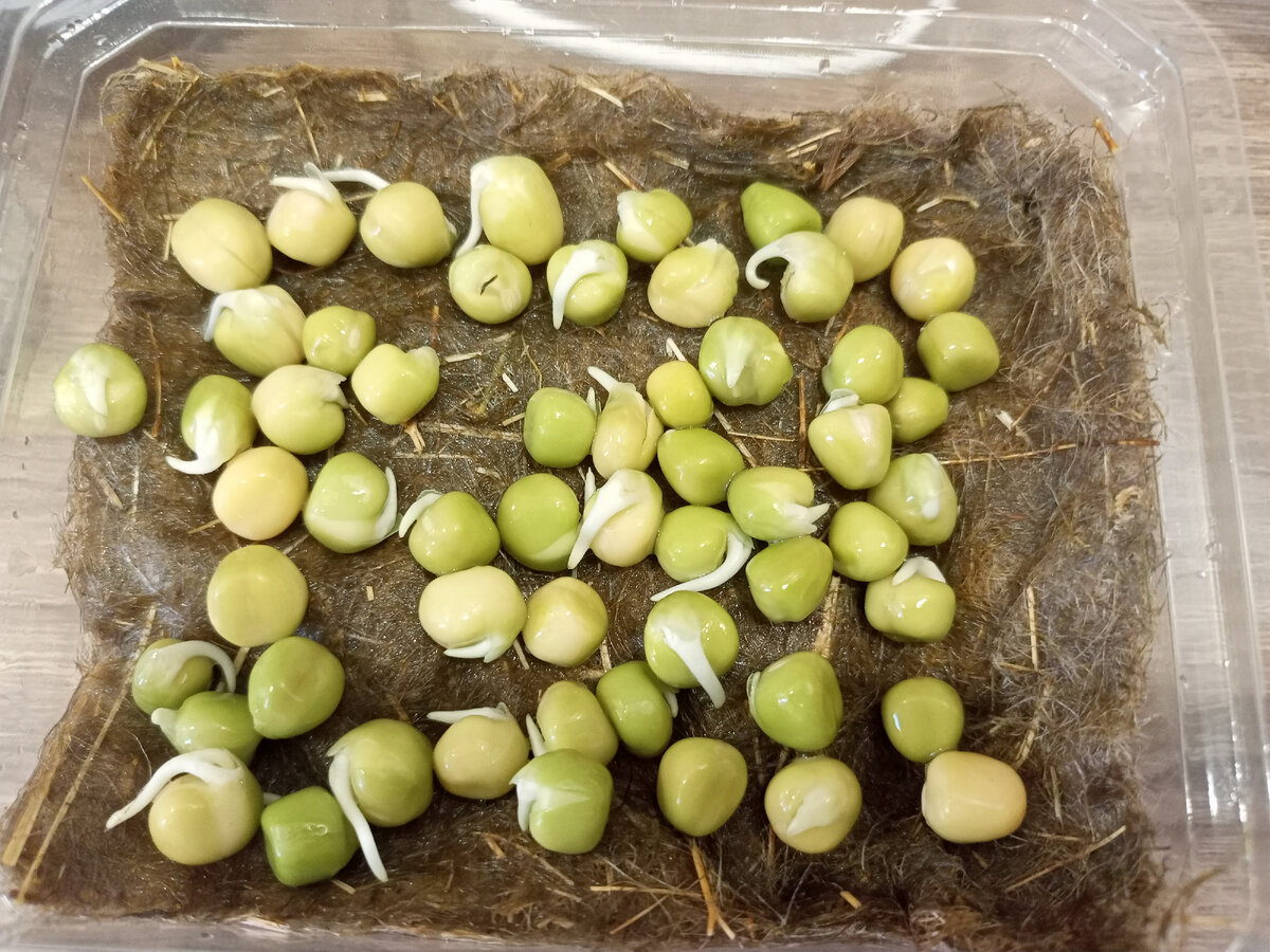 .....засеваем.....