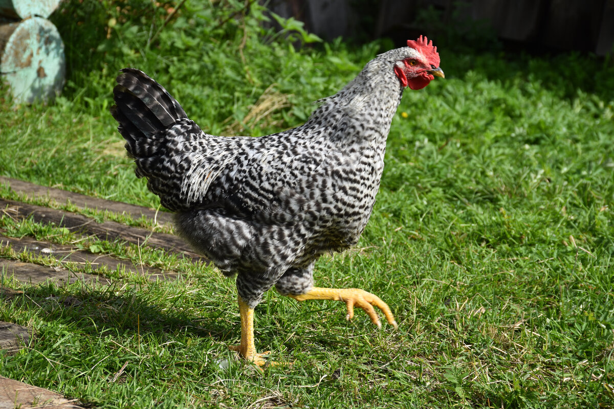 доклад про курицу. куры история. куры история. информация о курице. куры история.