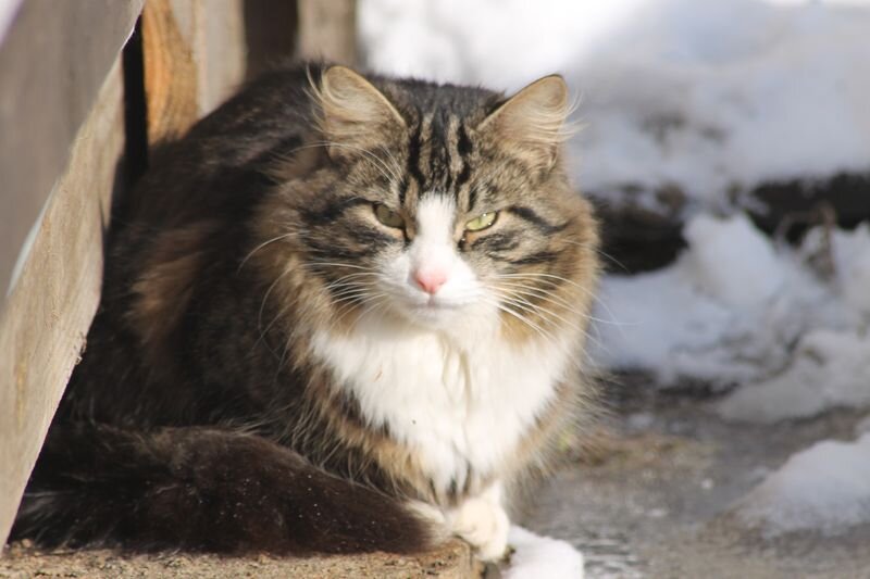 Мурч на солнышке