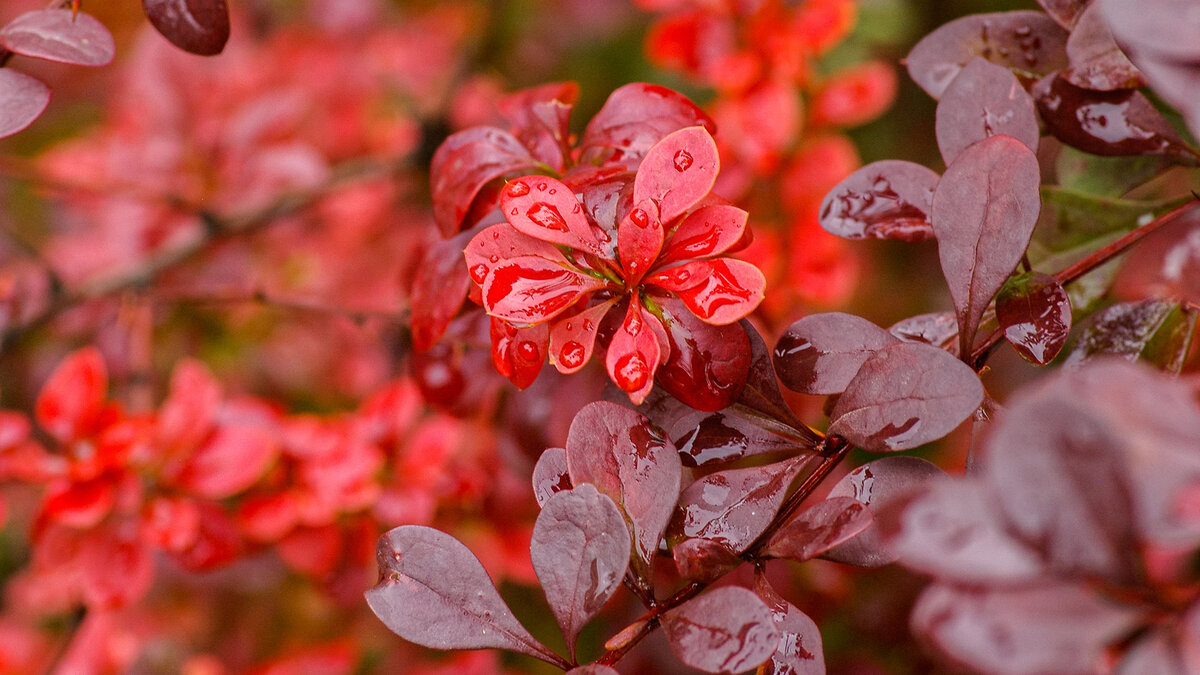 Куст барбариса. Источник: unsplash.com 